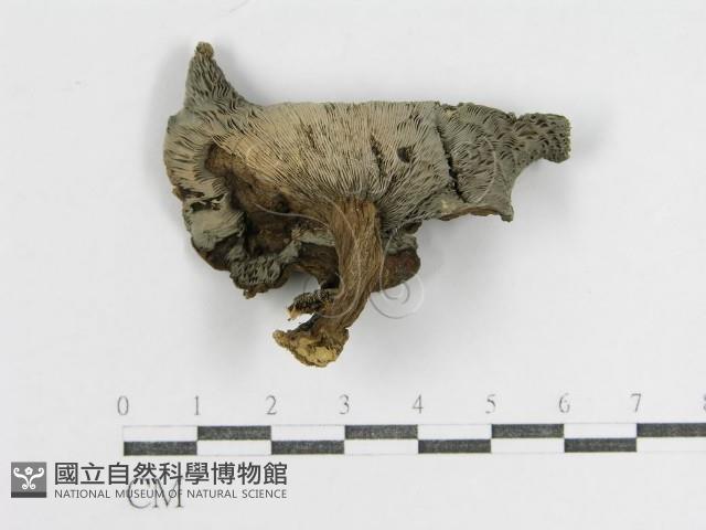 登錄號:F0011241藏品圖，第1張
