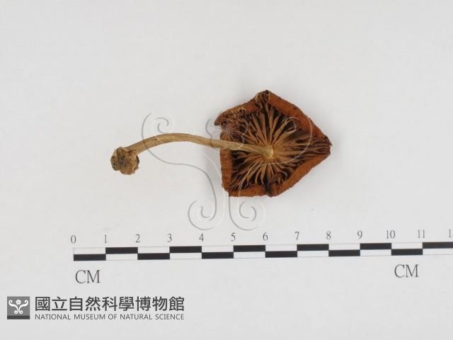 登錄號:F0024241藏品圖，第1張
