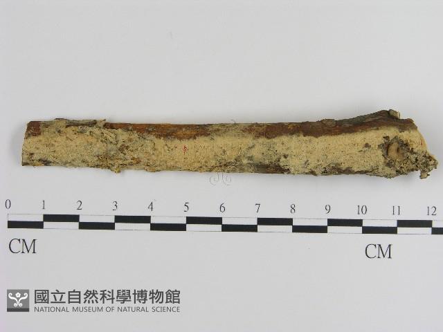 登錄號:F0004241藏品圖，第1張