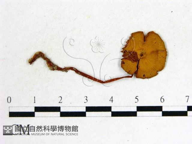 登錄號:F0014241藏品圖，第1張