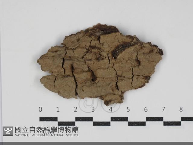 登錄號:F0034241藏品圖，第1張