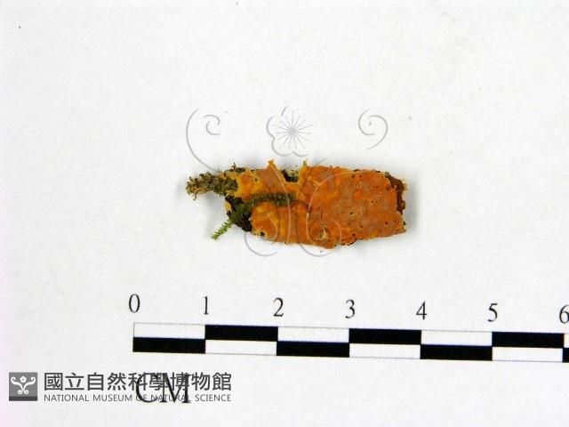 登錄號:F0022241藏品圖，第1張