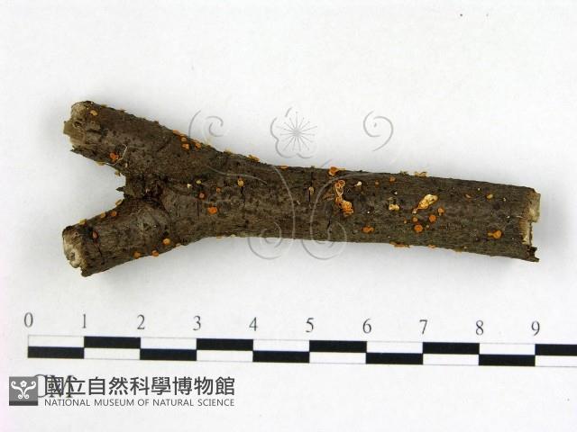 登錄號:F0012241藏品圖，第1張