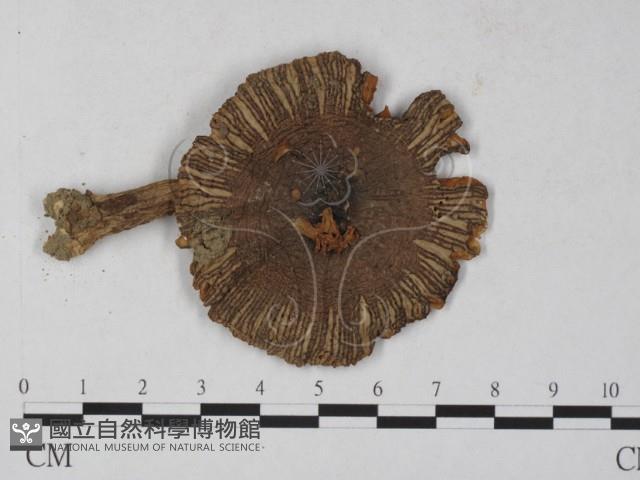 登錄號:F0027241藏品圖，第1張