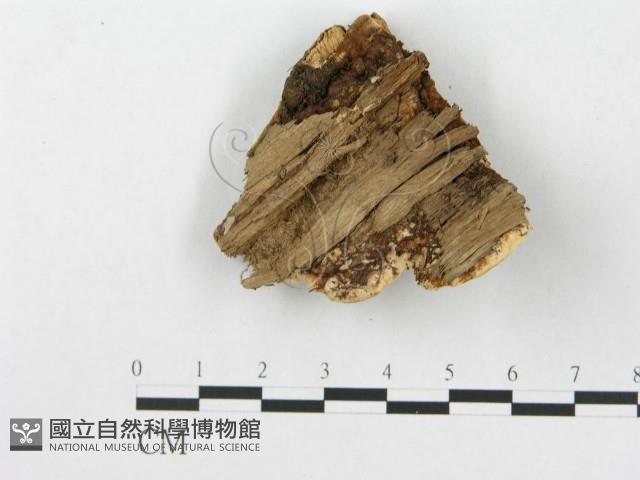 登錄號:F0007241藏品圖，第1張