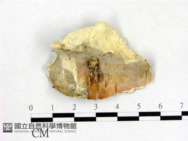 登錄號:F0017241藏品圖，第1張
