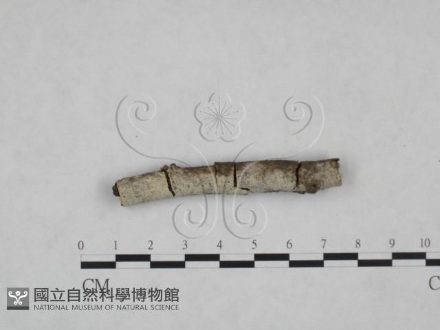 絲齒菌屬藏品圖，第1張