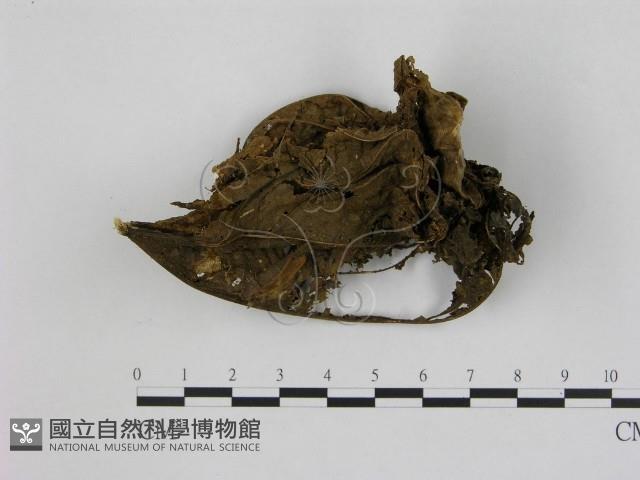 小菇屬藏品圖，第1張