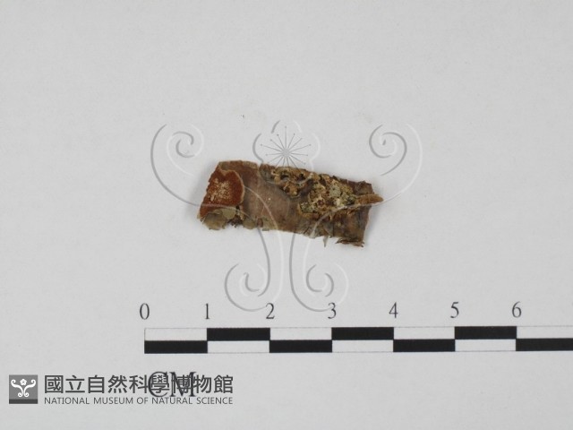 登錄號:F0015241藏品圖，第1張