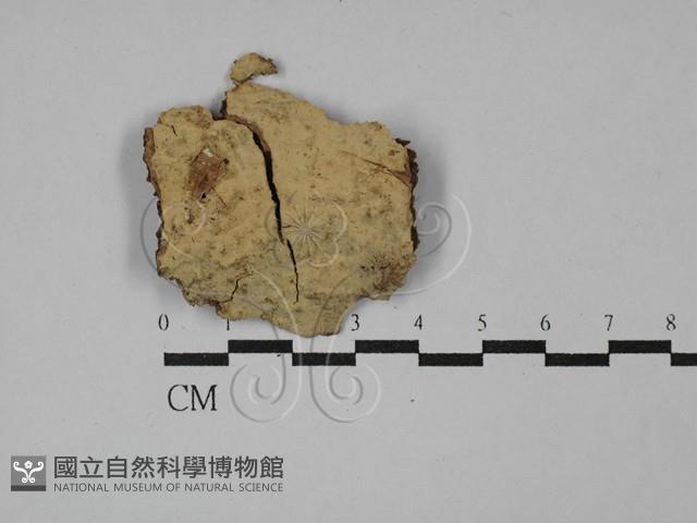 刺革菌屬藏品圖，第1張