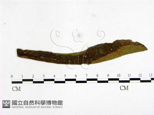 登錄號:F0019241藏品圖，第1張