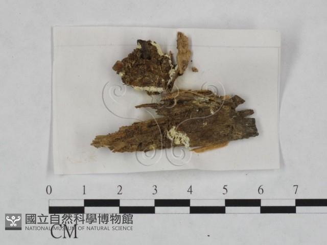 登錄號:F0023241藏品圖，第1張