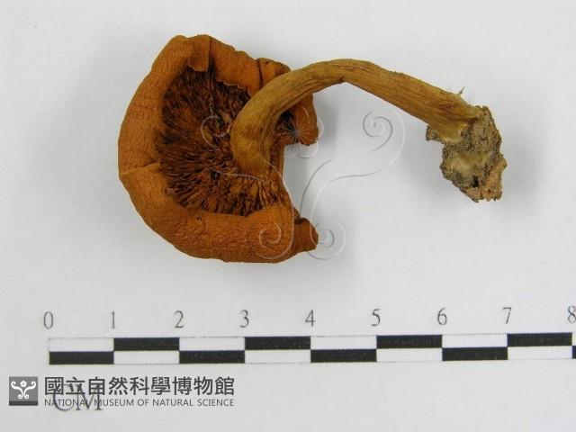 登錄號:F0003241藏品圖，第1張