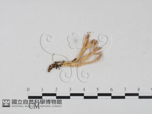 登錄號:F0013241藏品圖，第1張