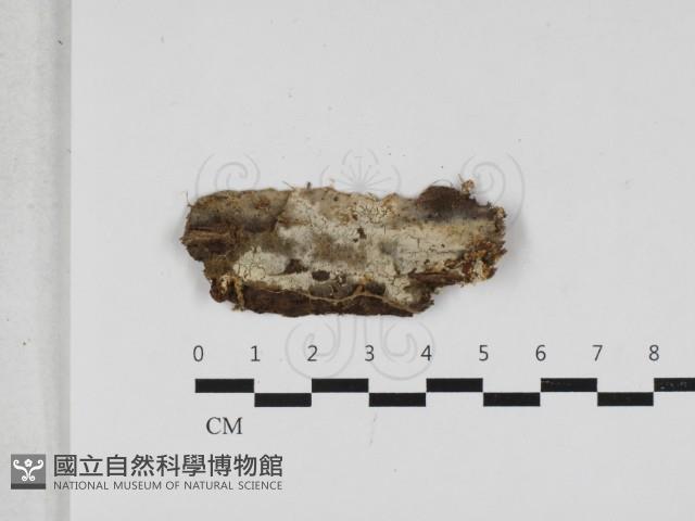 阿太菌屬藏品圖，第1張