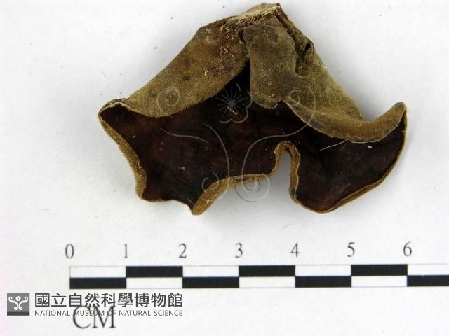 毛木耳藏品圖，第1張