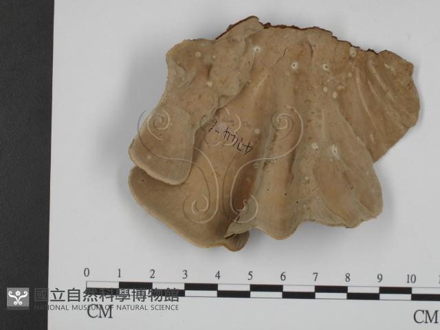 登錄號:F0018841藏品圖，第1張