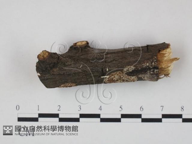 登錄號:F0020841藏品圖，第1張
