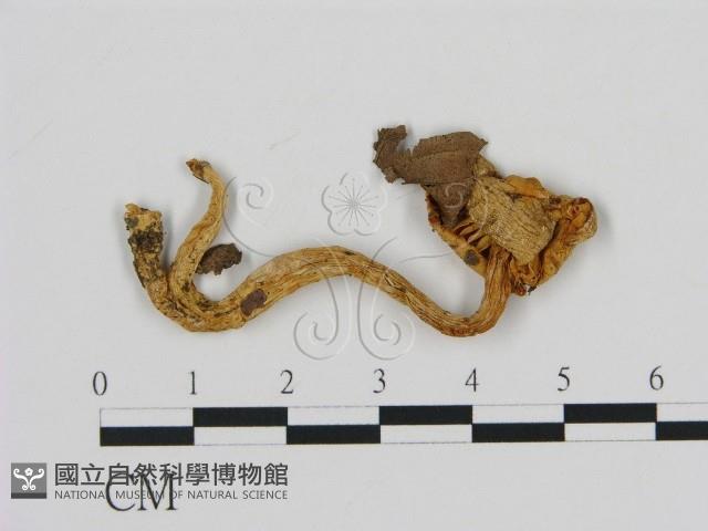 登錄號:F0010841藏品圖，第1張