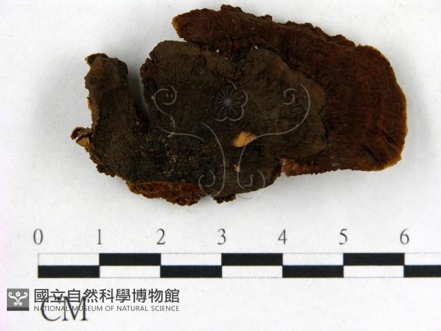 登錄號:F0006841藏品圖，第1張