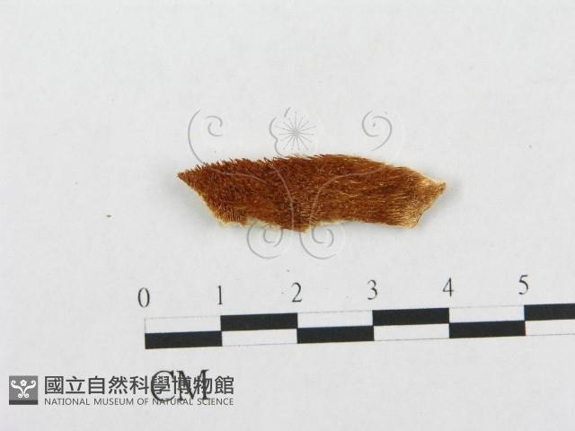 登錄號:F0016841藏品圖，第1張