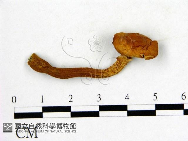 登錄號:F0021841藏品圖，第1張