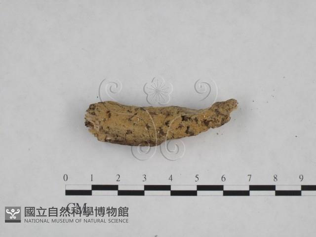 登錄號:F0024841藏品圖，第1張