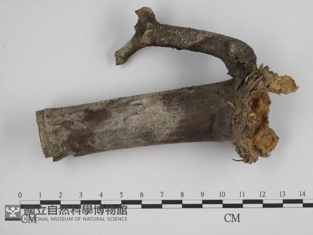 登錄號:F0004841藏品圖，第1張