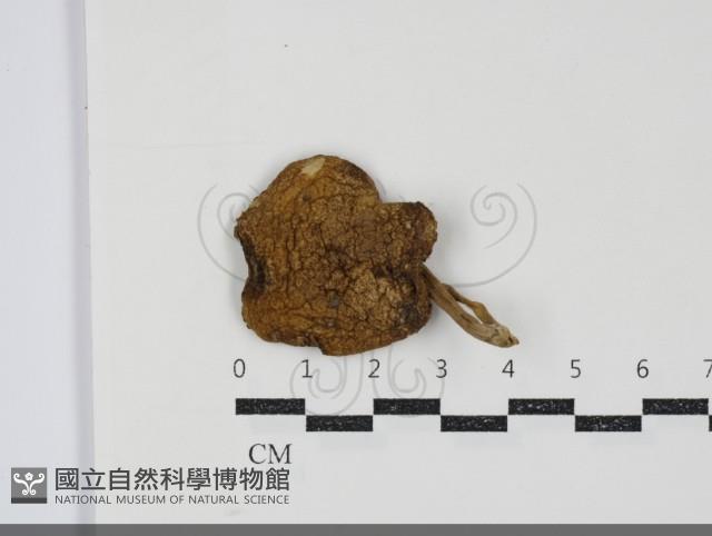 登錄號:F0034841藏品圖，第1張