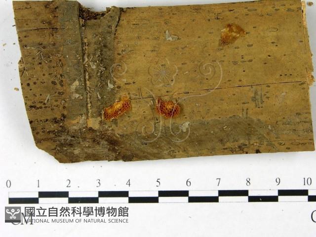 登錄號:F0022841藏品圖，第1張