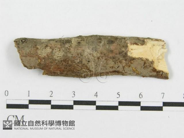 筍殼菌屬藏品圖，第1張