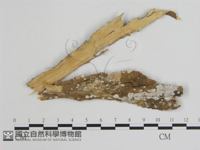 登錄號:F0007841藏品圖，第1張