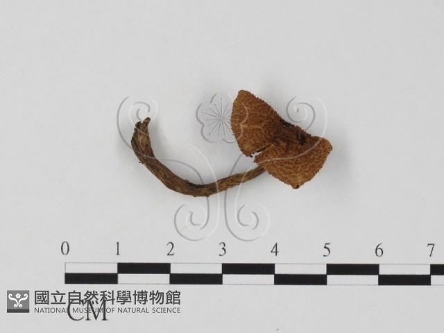 登錄號:F0025841藏品圖，第1張