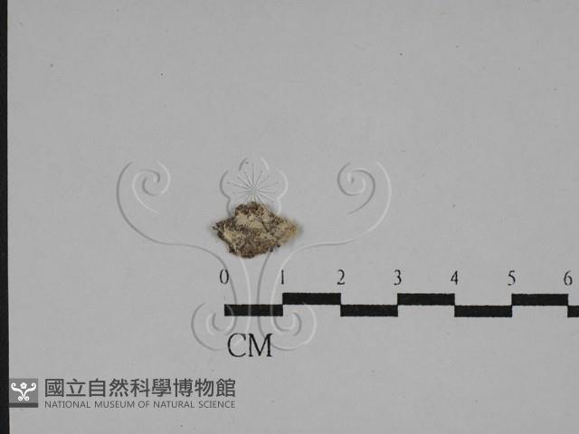 登錄號:F0009841藏品圖，第1張