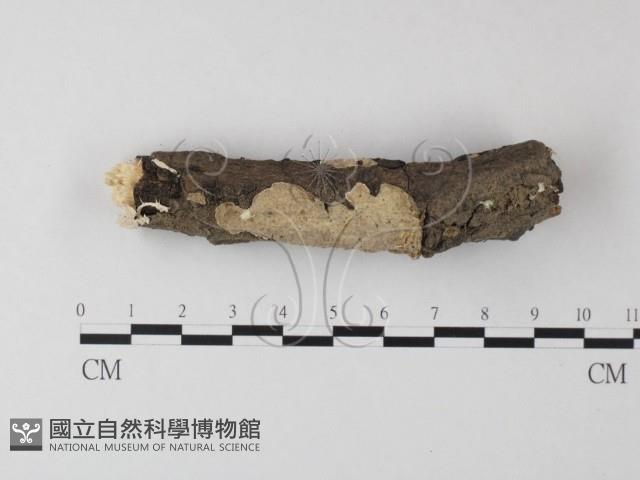 登錄號:F0023841藏品圖，第1張