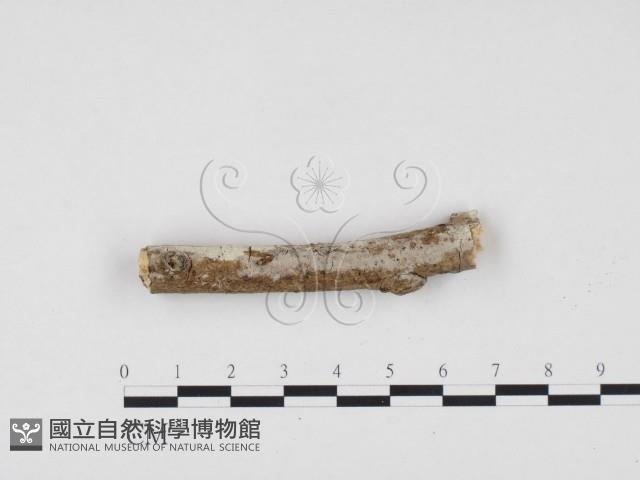 冇骨消絲齒菌藏品圖，第1張