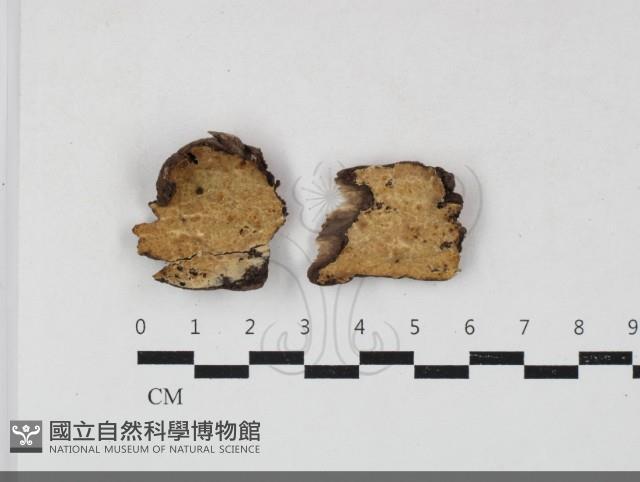 剛毛絲皮菌藏品圖，第1張