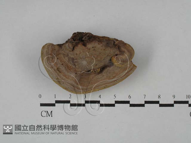 木層孔菌屬藏品圖，第1張