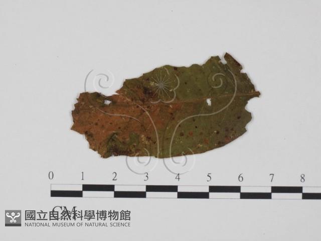 登錄號:F0018941藏品圖，第1張