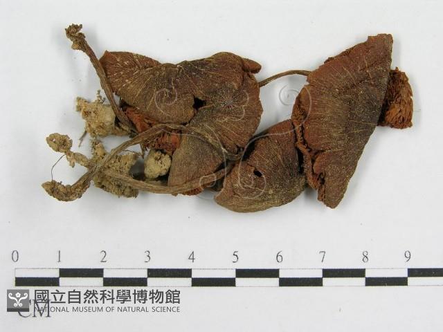 粉褶菌屬藏品圖，第1張