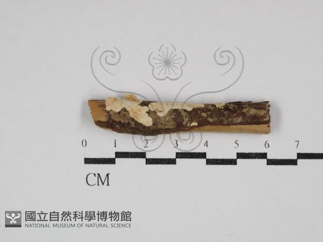 齒耳菌屬藏品圖，第1張