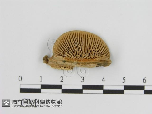 登錄號:F0006941藏品圖，第1張