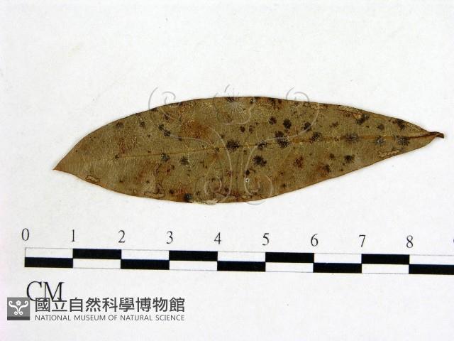 登錄號:F0011941藏品圖，第1張