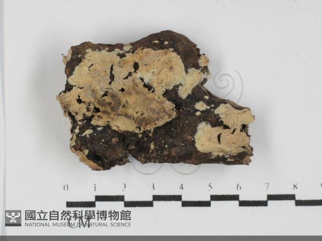 登錄號:F0031941藏品圖，第1張
