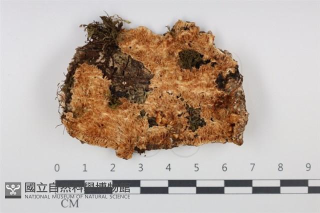 登錄號:F0034941藏品圖，第1張