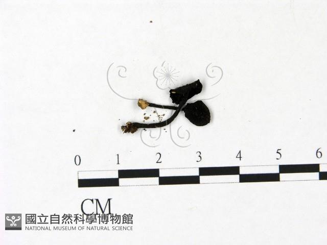 登錄號:F0022941藏品圖，第1張