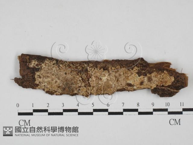 登錄號:F0002941藏品圖，第1張