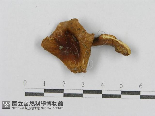 登錄號:F0012941藏品圖，第1張