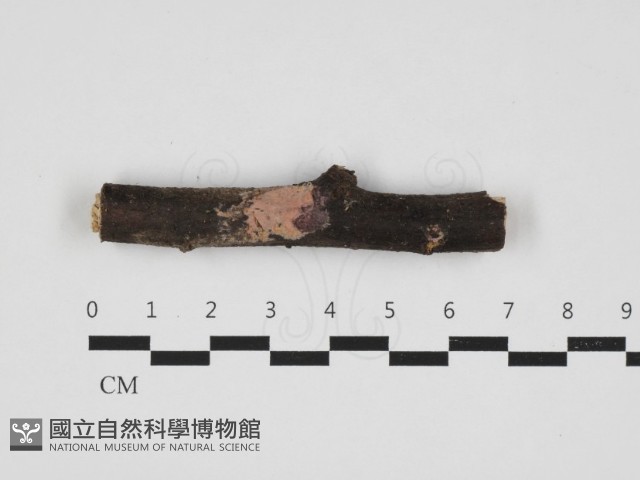 顯絲菌屬藏品圖，第1張