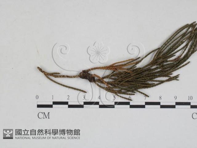 登錄號:F0027941藏品圖，第1張